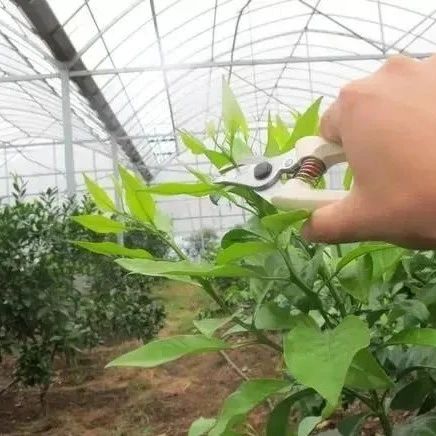 柑桔夏梢留不留？如何做好夏梢的“控、促、用”？