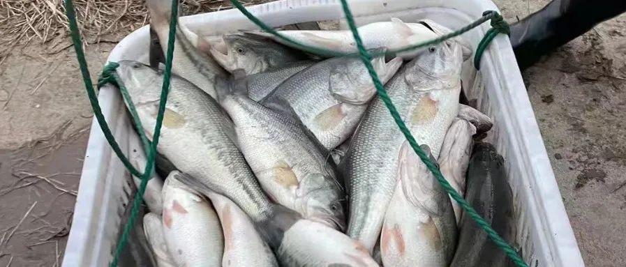 狂跌1.5元/斤！新鱼上市冲击市场，旧鱼存塘量剩3成，后市价格会回涨吗？| 旺海特约·加州鲈价格播报
